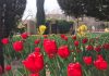 ۲۰۰ هزار پیاز لاله برای جشنواره لاله های کرج کاشته شد