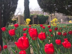 ۲۰۰ هزار پیاز لاله برای جشنواره لاله های کرج کاشته شد