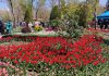 آغاز به کار جشنواره لاله ها در کرج
