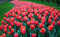 جشنواره‌ لاله های کرج در باغ گل ها ۱۳ فروردین (روز طبیعت) تعطیل است