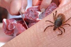 دامپزشکی استان البرز درباره پیشگیری از بروز تب کریمه کنگو هشدار داد