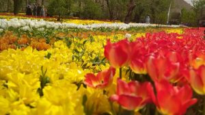 جشنواره لاله های رنگارنگ در آسارای کرج آغاز شد