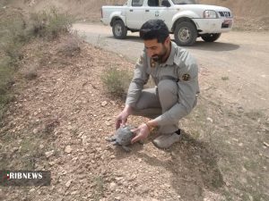 نجات یک قطعه لاک پشت کمیاب در ساوجبلاغ