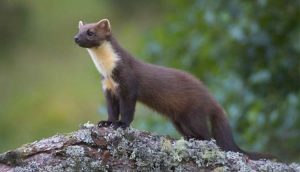 ببینید؛ کرج؛ سمور در بالکن