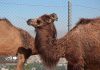 گزارش تصویری؛ اولین «پارک سافاری» ایران در کرج