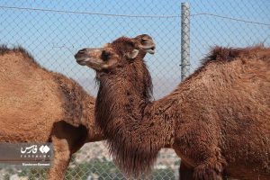 گزارش تصویری؛ اولین «پارک سافاری» ایران در کرج