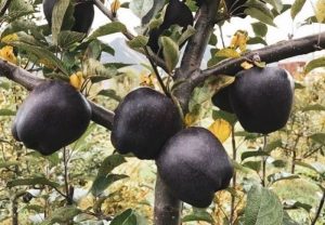 الماس سیاه؛ گرانترین و کمیاب ترین سیب جهان/ دانه ای ۱ میلیون تومان! + عکس