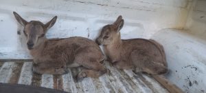 کشف ۲ راس بزغاله وحشی از خانه یک شکارچی متخلف در کرج