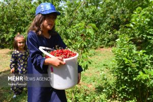 گزارش تصویری؛ برداشت آلبالو