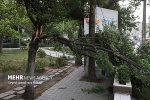 تندباد در فردیس منجر به سقوط ۲۰ درخت شد