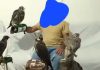 کشف سه بهله پرنده شکاری از یک منزل مسکونی در فردیس