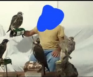کشف سه بهله پرنده شکاری از یک منزل مسکونی در فردیس