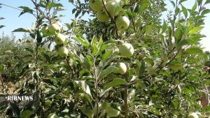 پیش بینی برداشت ۱۲۰ تن سیب گلاب و آلبالو از باغ سیب مهرشهر