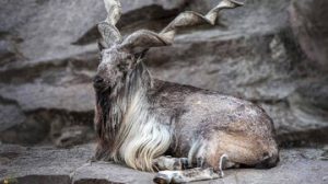 «مارخور» را به جای بز ایرانی جا زدند