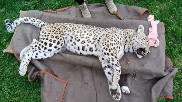 تلف شدن یک پلنگ در روستای ارنگه