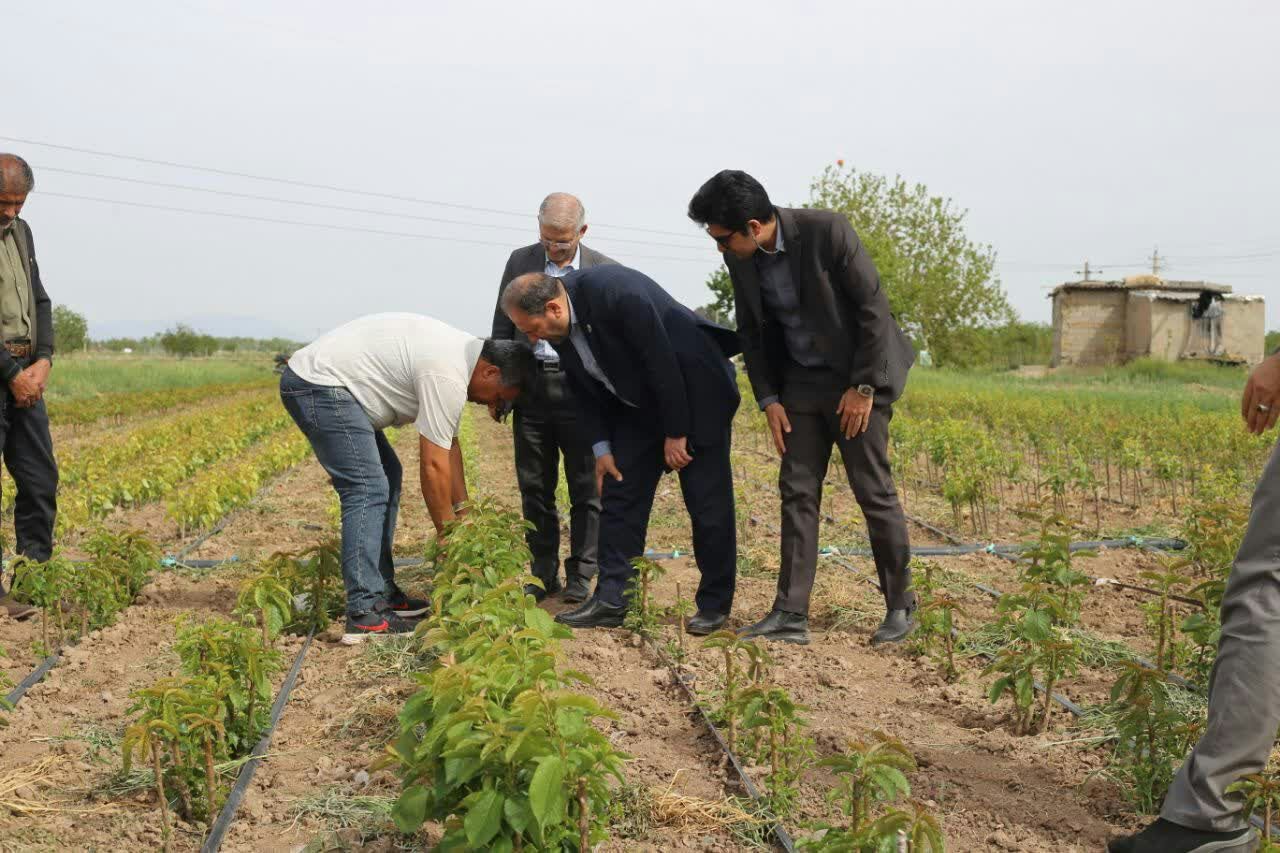 تولید سه هزار اصله نهال مثمر در البرز
